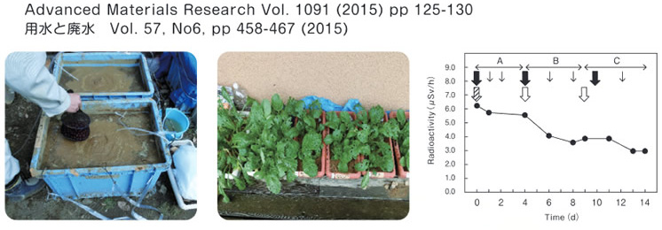 福島県南相馬市土壌の汚染、及び除染土壌による基準値内の野菜栽培